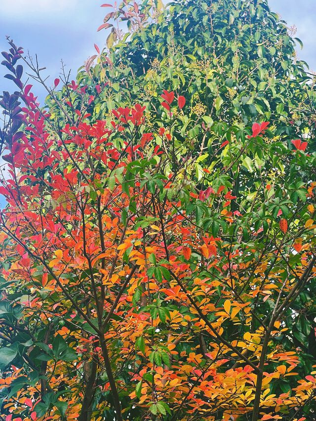 在麗江誤入了莫奈的花園…。