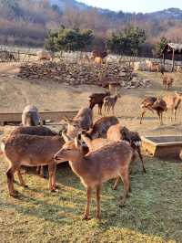 青島森林野生動物世界的遊玩攻略來啦。。