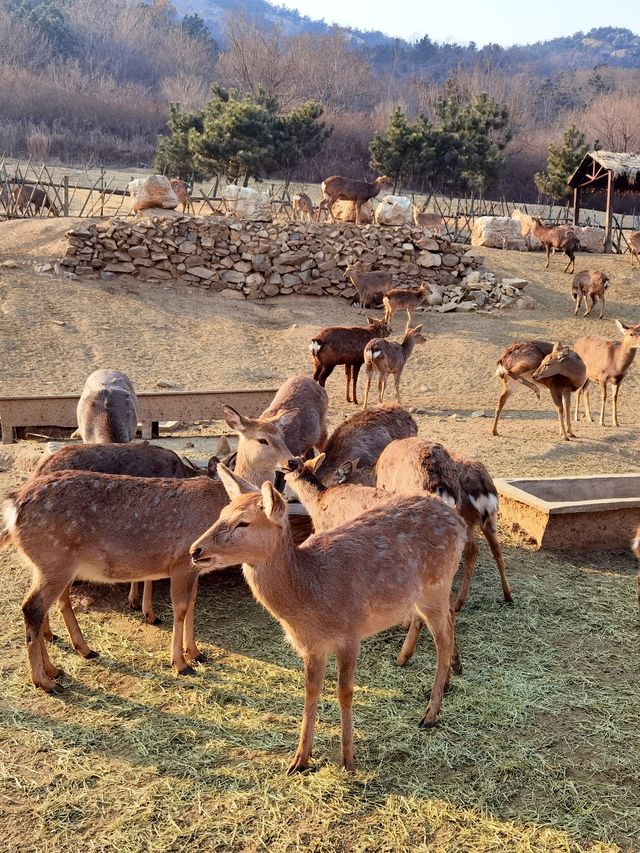 青島森林野生動物世界的遊玩攻略來啦。。