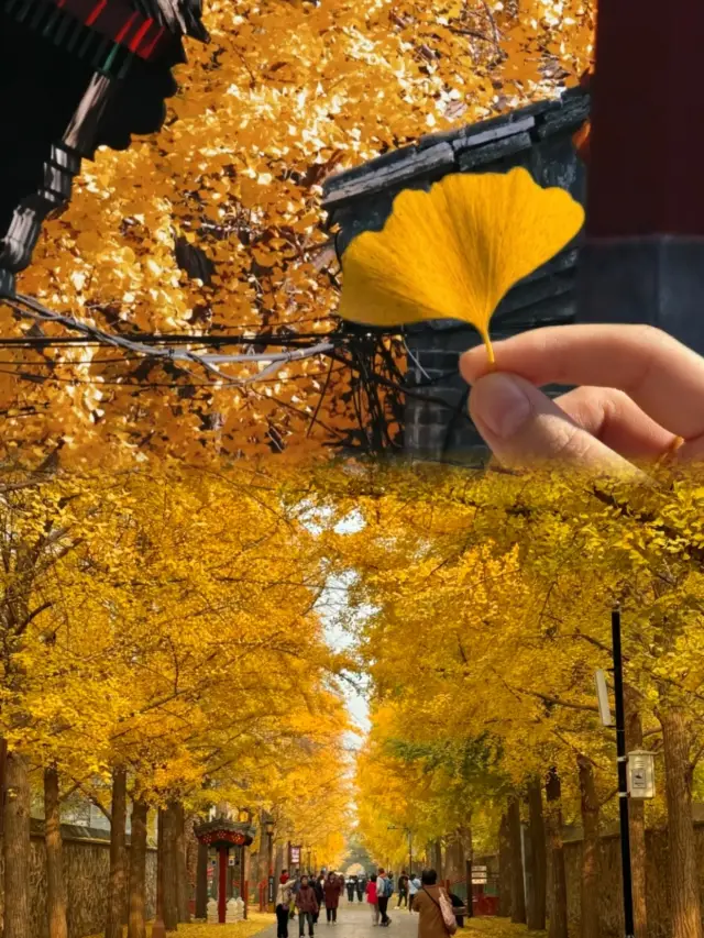 真的被圓明園的秋色狠狠驚艷到了！