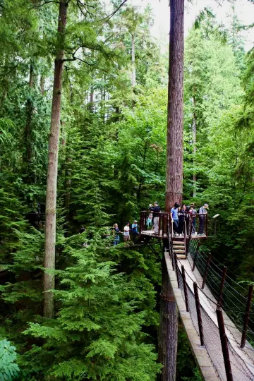A treetop walkway through the rainforest: Capilano Suspension Bridge Park.