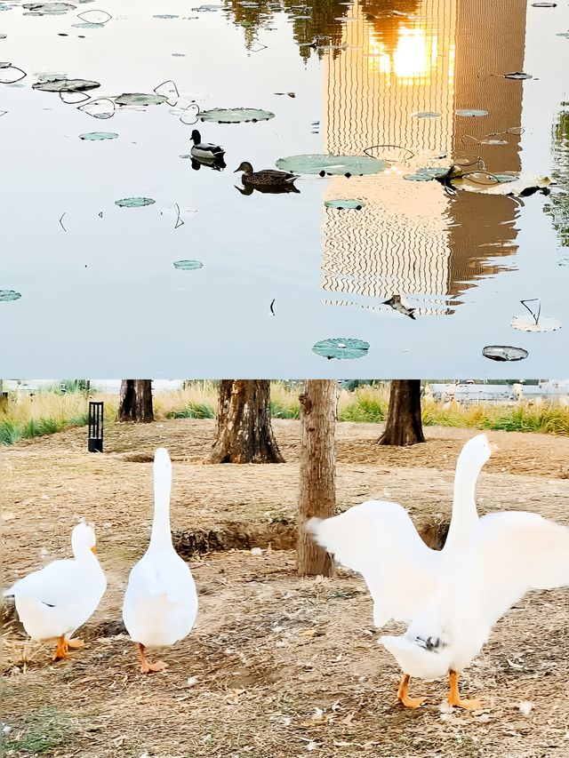 北京這個冷門公園銀杏真美爆。