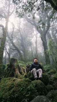 哀牢山⛰️來看看怎麼個事