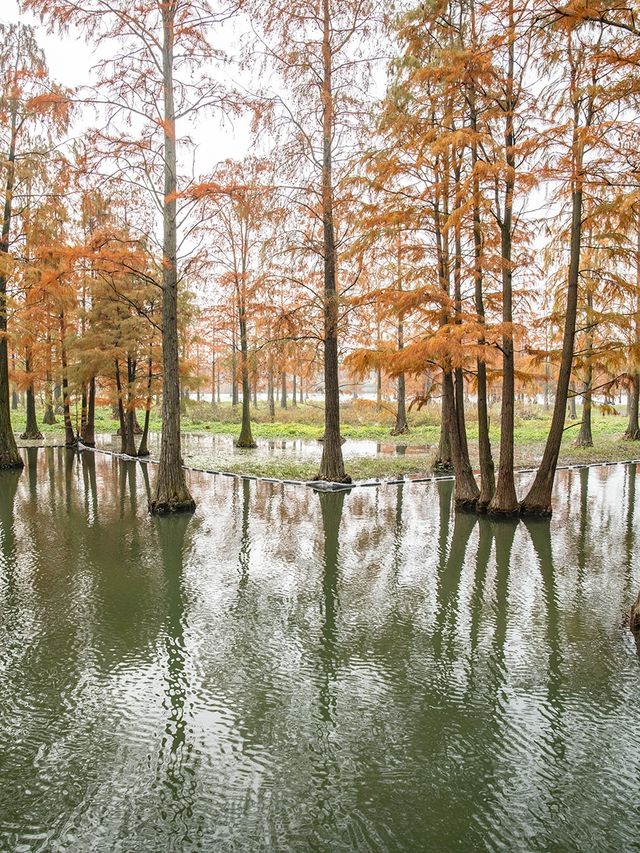 青西郊野公園