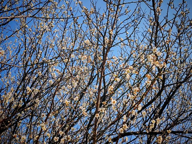 1月初到蘿崗香雪公園賞梅花