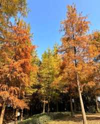 天河濕地公園，邂逅紅火落羽杉