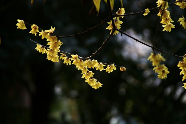 西安大興善寺～臘梅花開