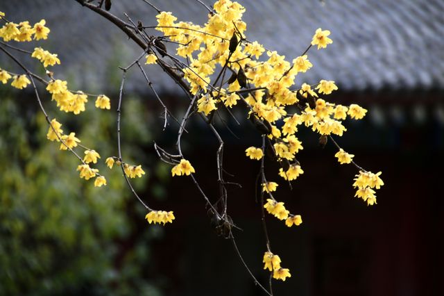 西安大興善寺～臘梅花開