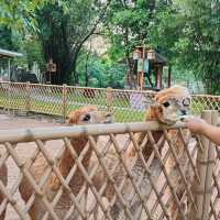 廣東東莞香市動物園|動物大世界