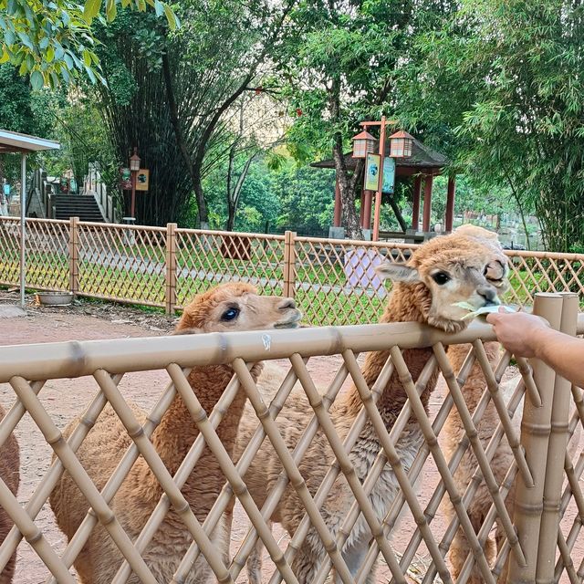 廣東東莞香市動物園|動物大世界