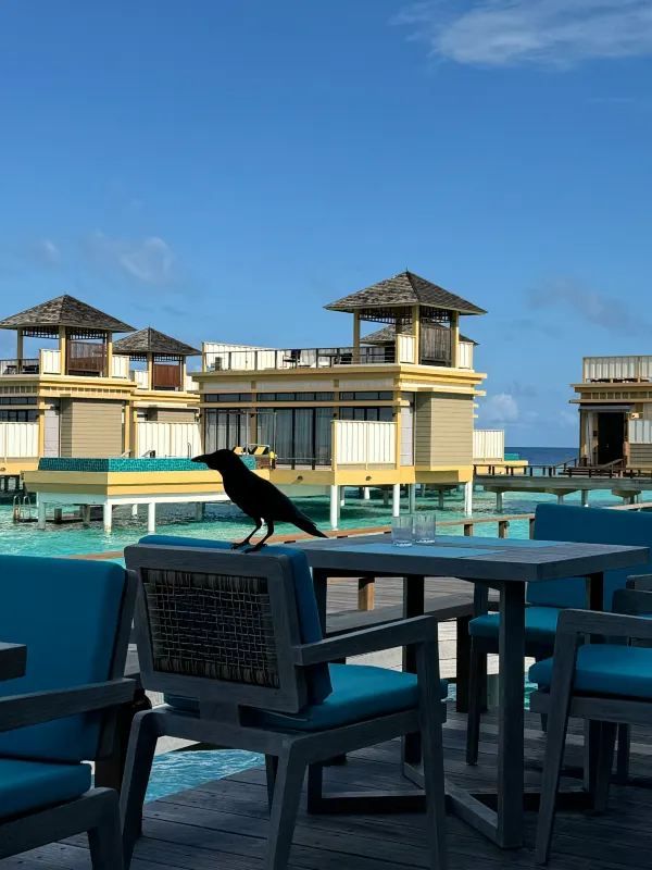 Discover the Beauty of Maldives with Exclusive Travel Tips