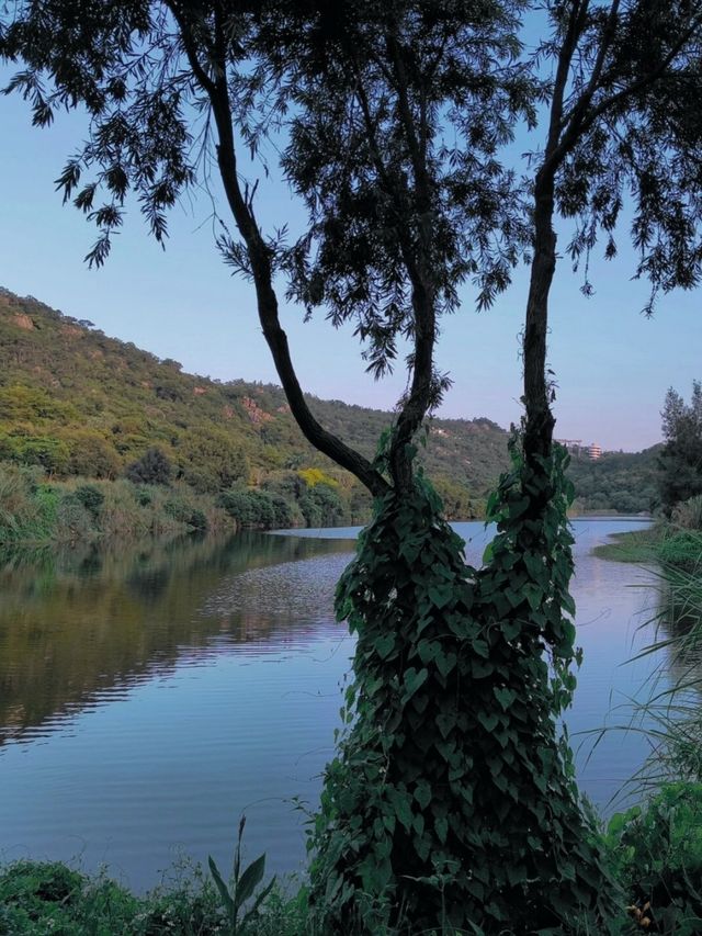 高山水庫變成了湖·高空步道美景盡收