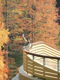 廣州落羽杉絕美打卡點 就藏在雲溪植物園