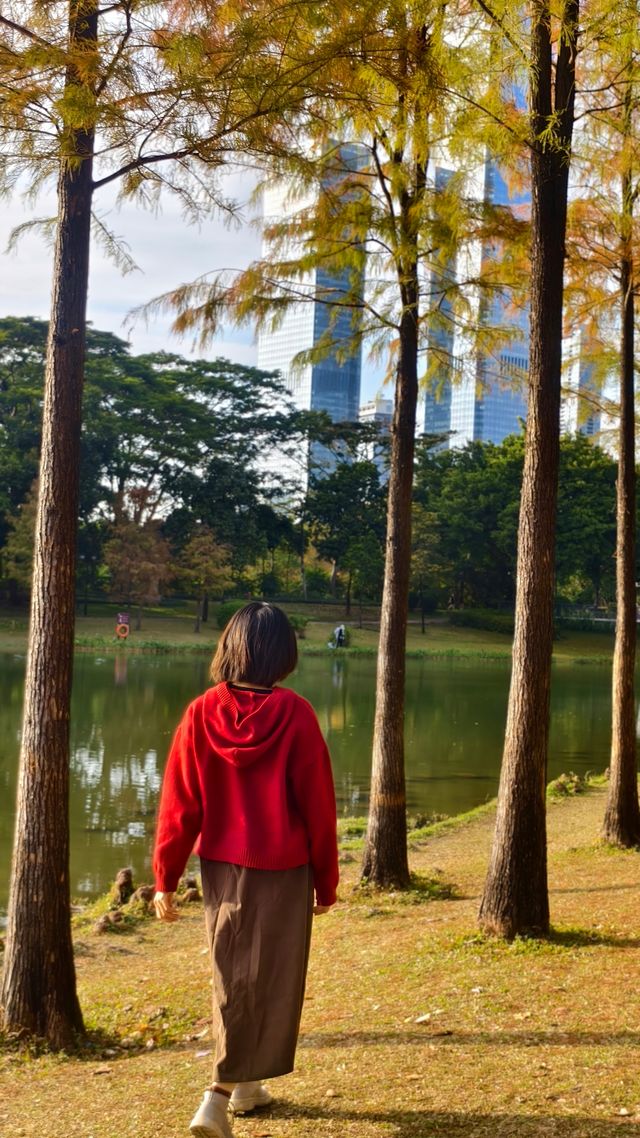 深圳中心公園落羽杉打卡