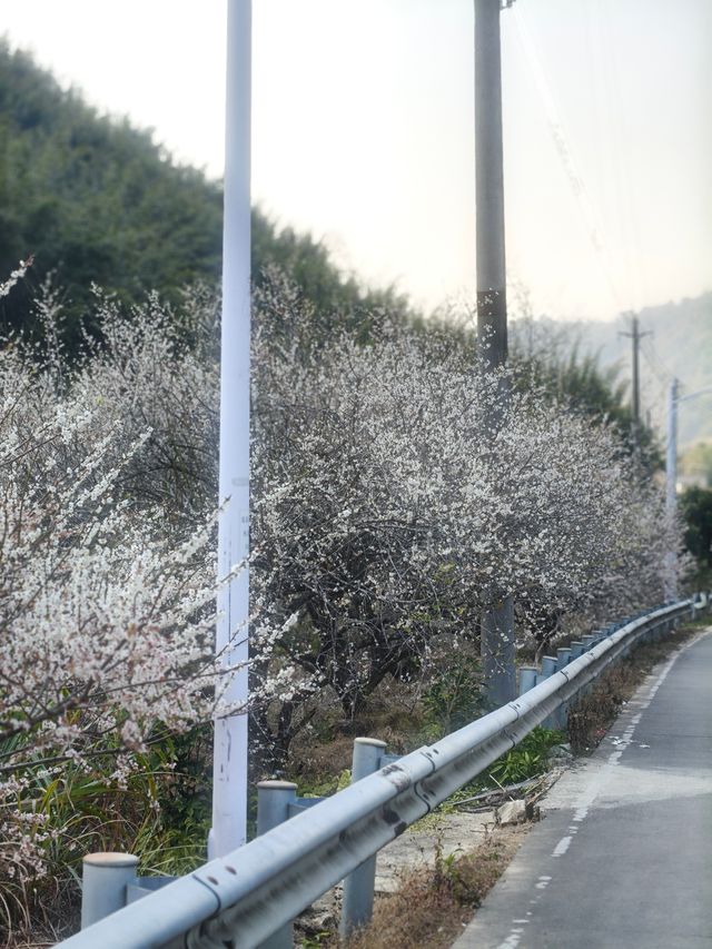 廣州絕美古村落！竹林、美食、徒步天堂！