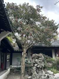秋霞圃｜上海著名古典園林，一步一景，秀色迷人