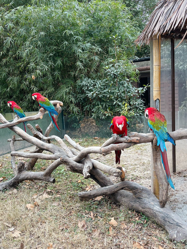 上海野生動物園向你發出新春打卡邀請!