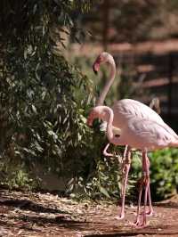 Exploring Phoenix Zoo in Arizona