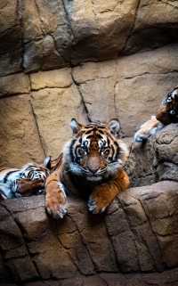 London Zoo is a great place to visit
