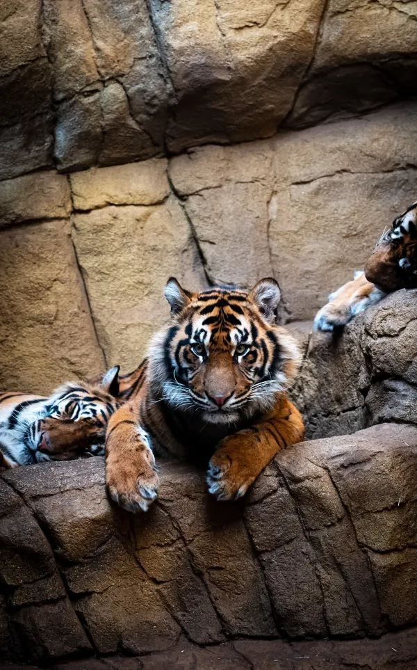 London Zoo is a great place to visit