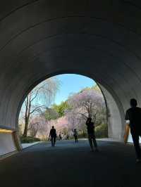 日本一日遊美秀美術館&三井寺賞夜櫻攻略