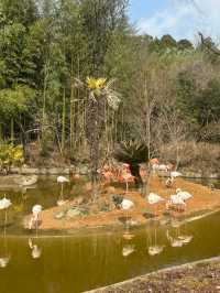 杭州野生動物園親測攻略