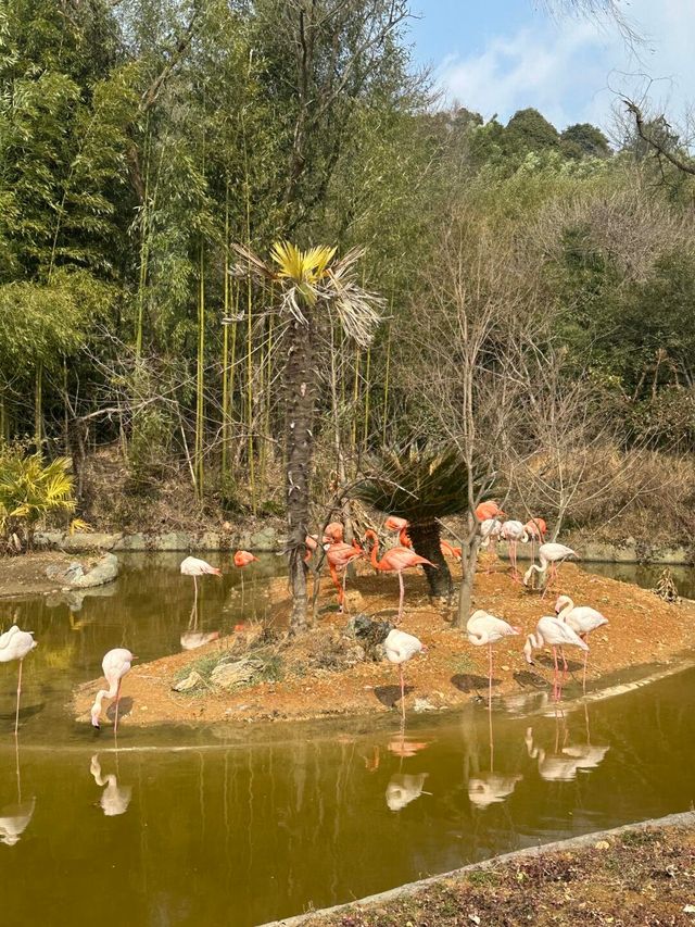 杭州野生動物園親測攻略