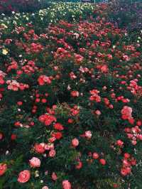 #深圳市立新湖公園的花海盛宴
