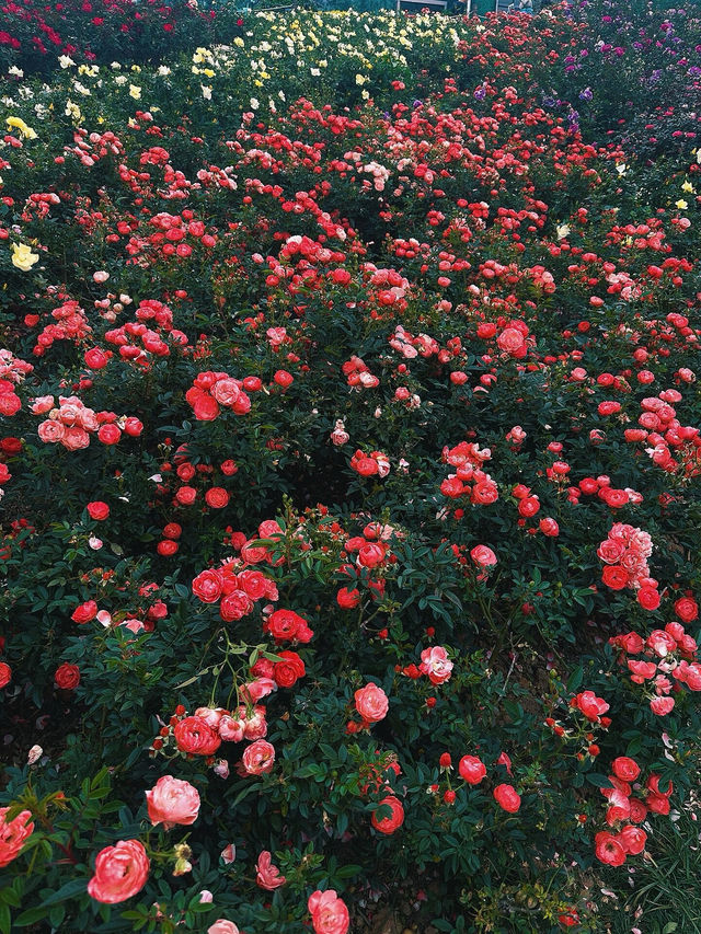 #深圳市立新湖公園的花海盛宴