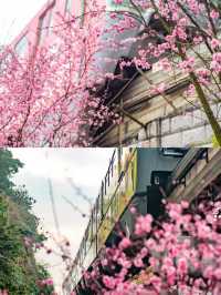 重慶賞花地圖拍花打卡地合集，錯過等一年