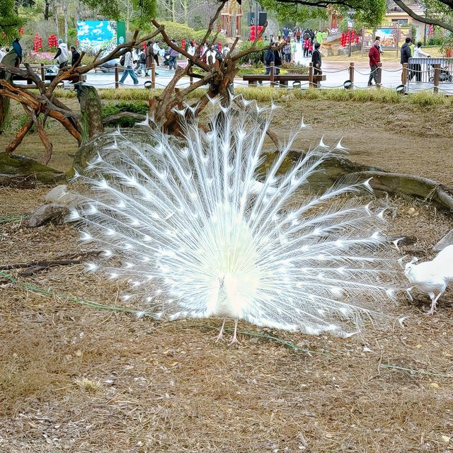 "你絕對沒想到，清遠長隆動物園竟然藏着這些秘密！"