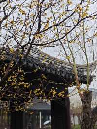 下雨天和園林更配哦-可園拍照打卡攻略