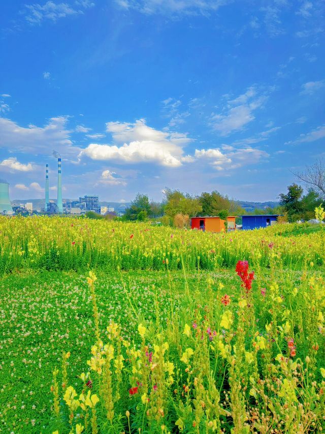 金魚草花海拍照太出片了叭