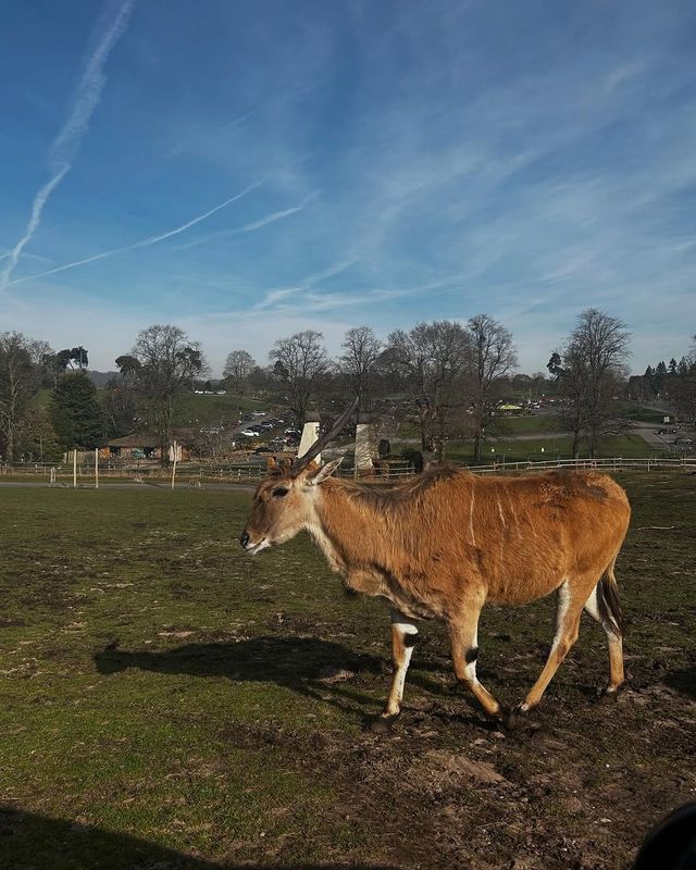 伍斯特周邊必衝！西密德蘭茲野生動物園保姆級攻略真實體驗
