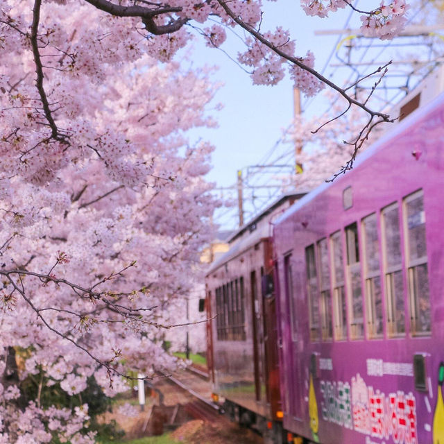 🌸天呐！原來動漫裡的櫻花真的存在