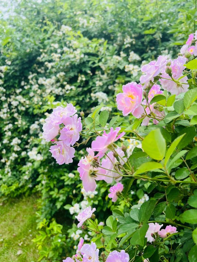 簡陽鰲山公園，春回大地