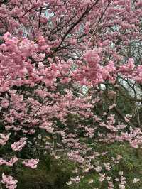 🌸 此刻的新宿御苑：櫻花樹下的浪漫瞬間