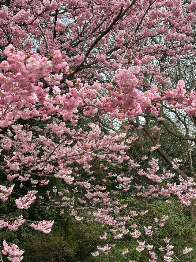 🌸 此刻的新宿御苑：櫻花樹下的浪漫瞬間