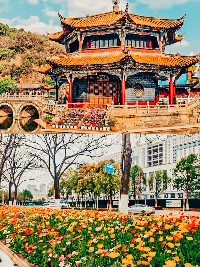 去雲南昆明花都賞櫻花