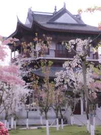 避開人潮洶湧，原來江蘇還隱藏著這麼一個賞櫻寶地