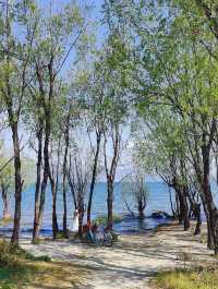 大理騎行洱海邊，欣賞人間三月的春景