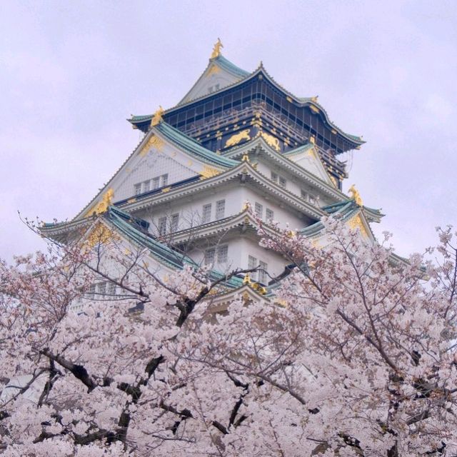 *𝙎𝙨'𝙨 生活碎片 | 大阪城公園的絢爛櫻景🌸🌸