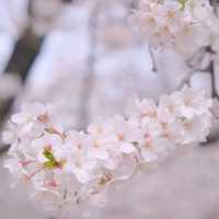 *𝙎𝙨'𝙨 生活碎片 | 大阪城公園的絢爛櫻景🌸🌸