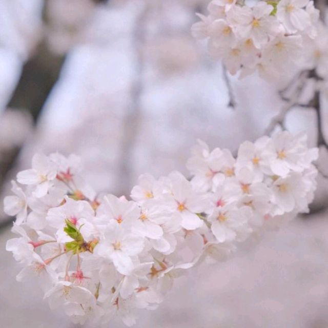 *𝙎𝙨'𝙨 生活碎片 | 大阪城公園的絢爛櫻景🌸🌸