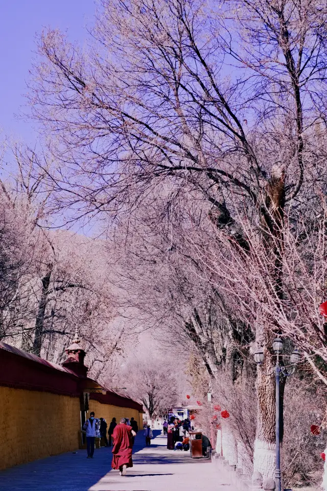 西藏 • 羅布林卡 ～ 超美打卡地