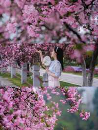 半日莫愁湖公園海棠賞花，附拍攝地圖攻略