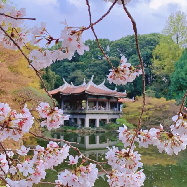 被隅田公園的櫻花美到失語🌸 東京賞櫻天花板