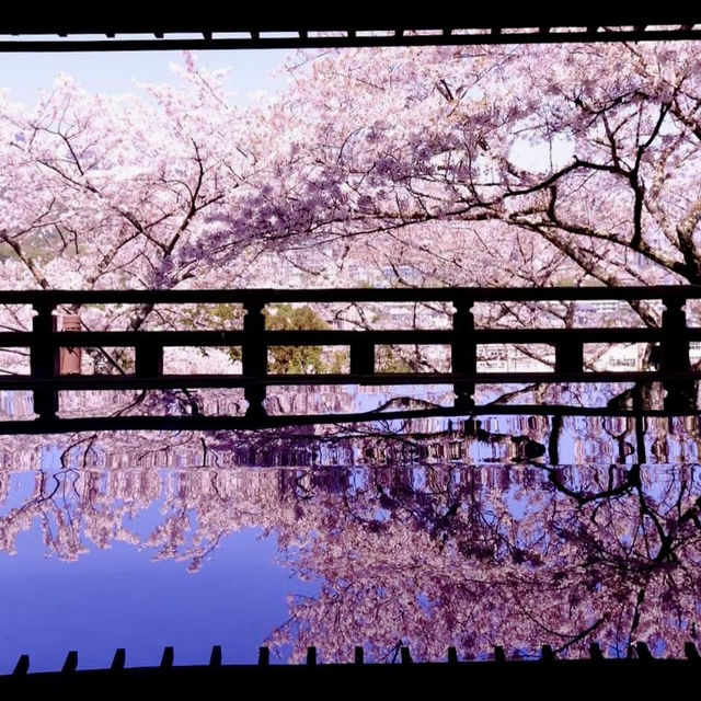🌸挖到京都超绝美的小众賞櫻秘境😍