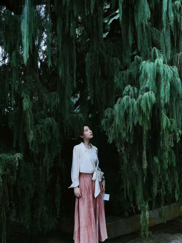 Fort Canning Tree in Singapore is a must visit destination😍🥰