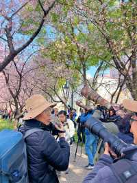 3.18櫻花實況｜我讚一萬遍，不如你來看一眼